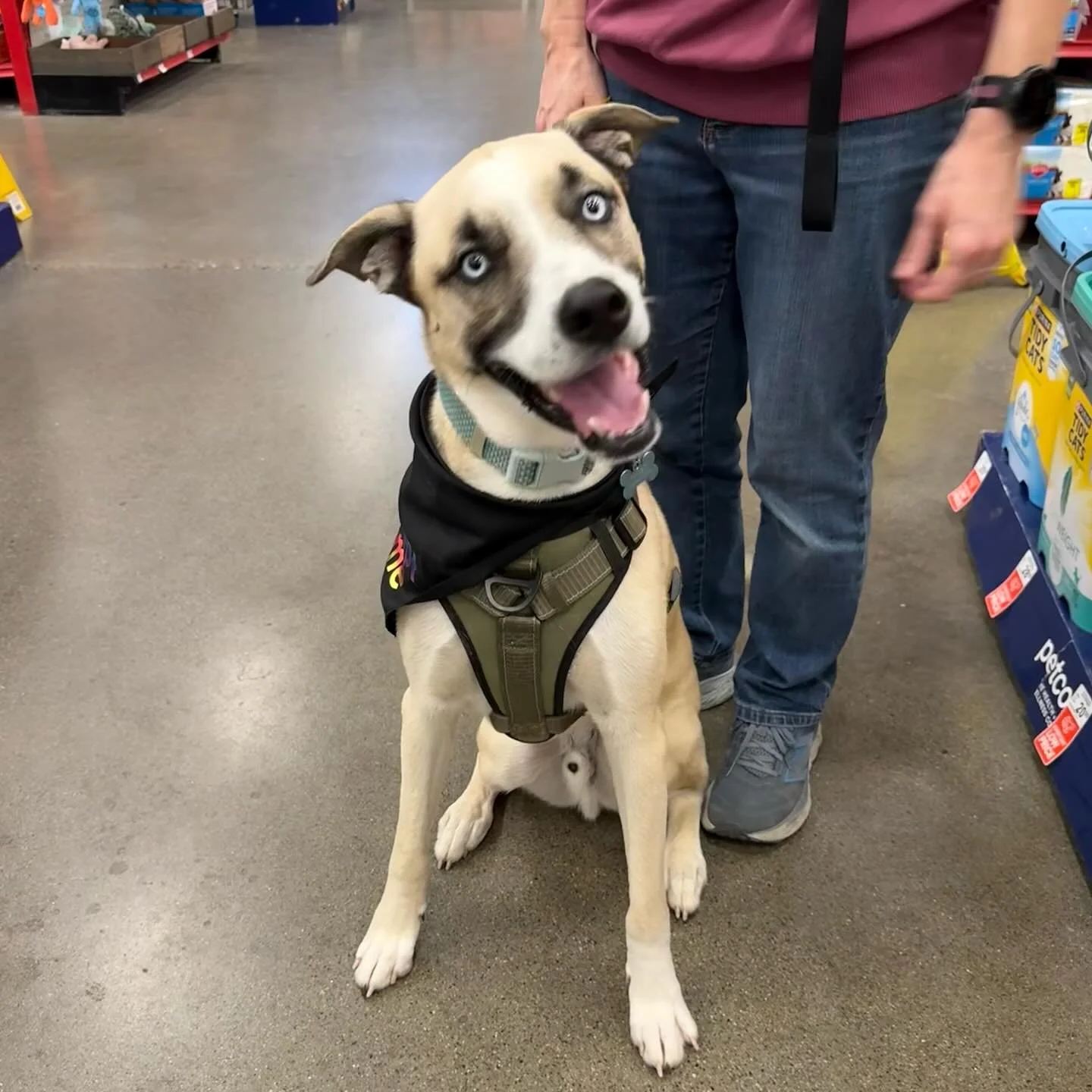 Meet Rigby &mdash; the most underrated good boy still waiting for his happily ever after! 💙

We honestly don&rsquo;t know why he&rsquo;s still here&hellip; this guy is a total catch! He&rsquo;s a people-lover, a dog-liker, and he really wants a kitt