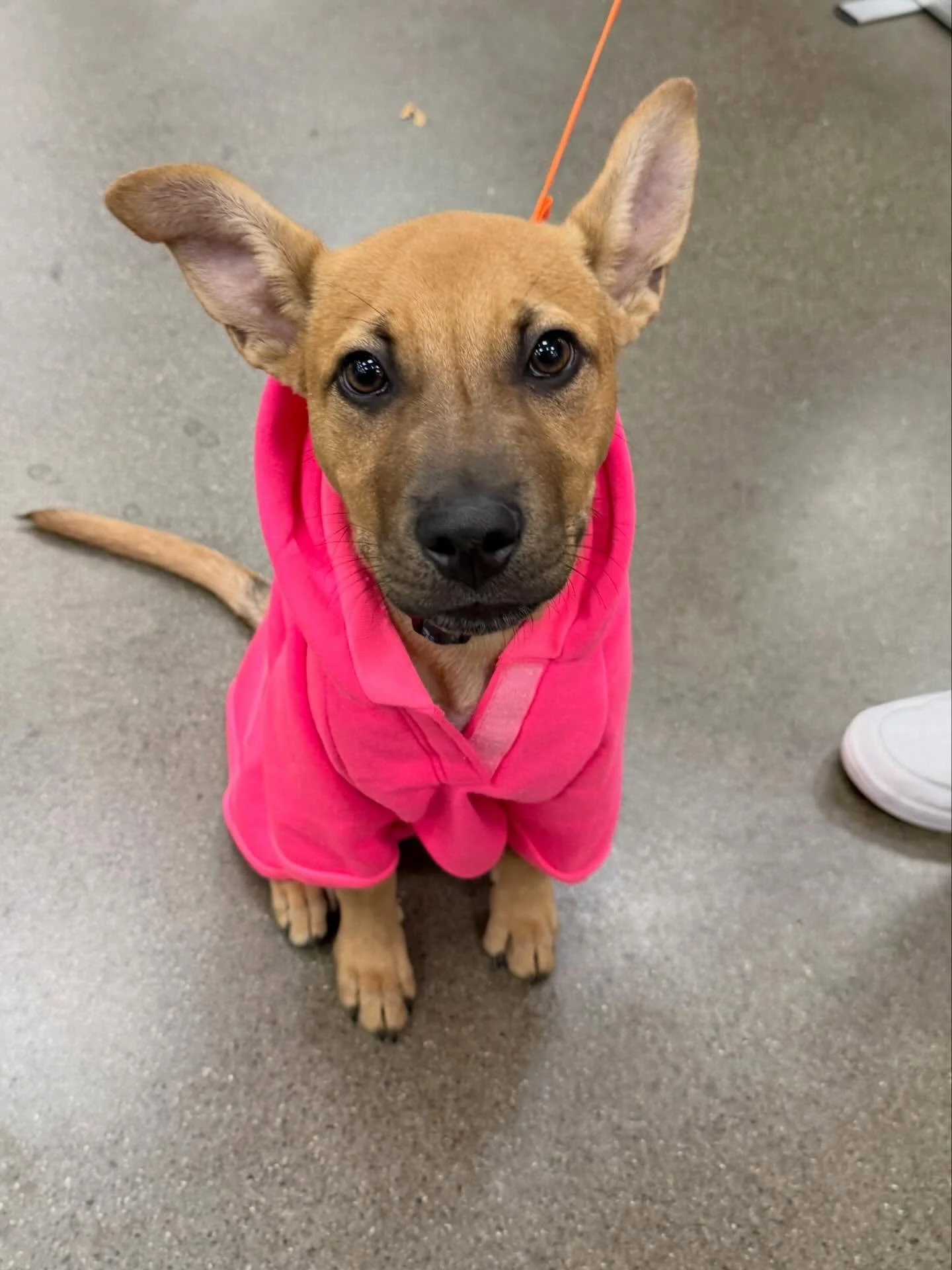 &ldquo;You and your DOG are invited to join us on November 22nd from 12:00 PM &ndash; 3:00 PM for a PUPsport afternoon with local non-profits and more!
 
Participating Bars &amp; Nonprofits:
🐾Kupros Craft House &ndash;Homeward Bound Golden Retriever