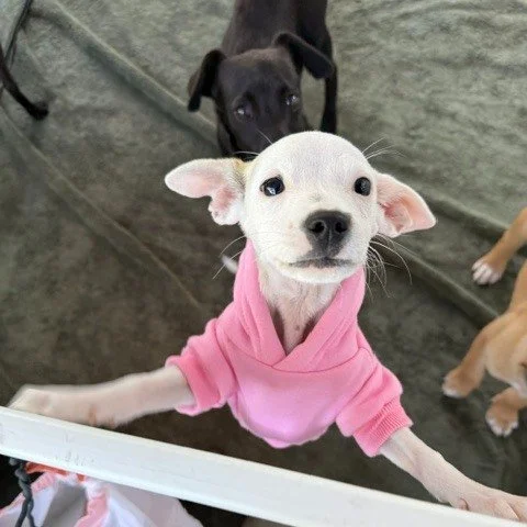 As Giving Tuesday wraps up, our hearts are full. 💛

Whether you donated, shared a post, volunteered, or simply cheered us on &mdash; you made a difference today.

Rescues survive because of community.

Tonight, you reminded us just how powerful that