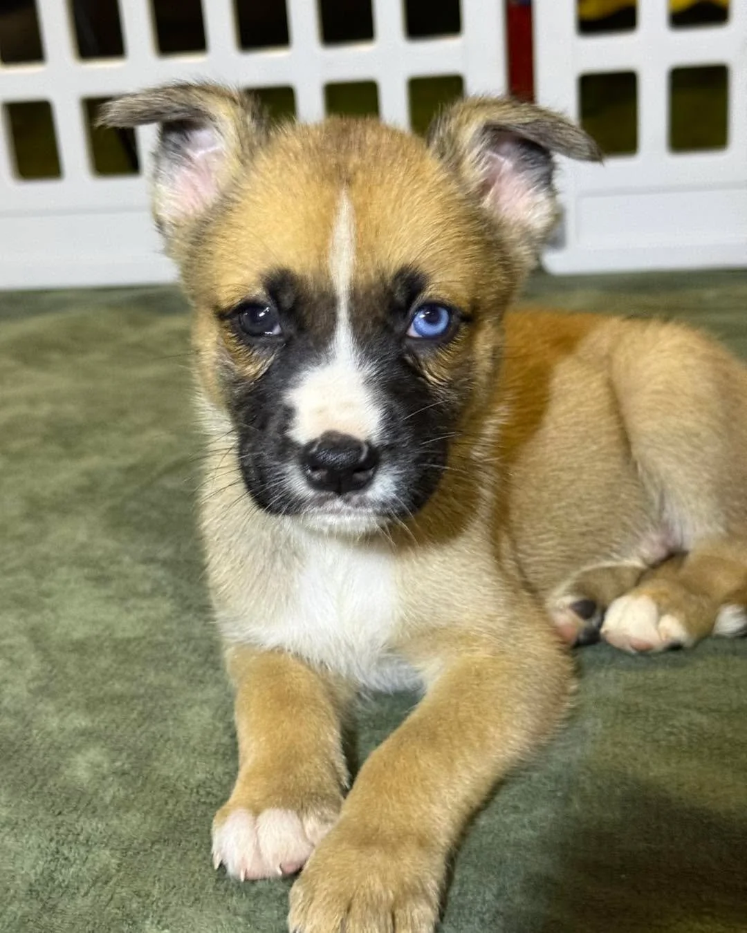 🐾 Looking for your next best friend? 🐾

These insanely adorable (and even sweeter!) boxer-mix puppies are officially searching for their furever homes! 💕🐶

Their brave momma (swipe to the last pic!) ended up in a shelter in Oakland, and when they