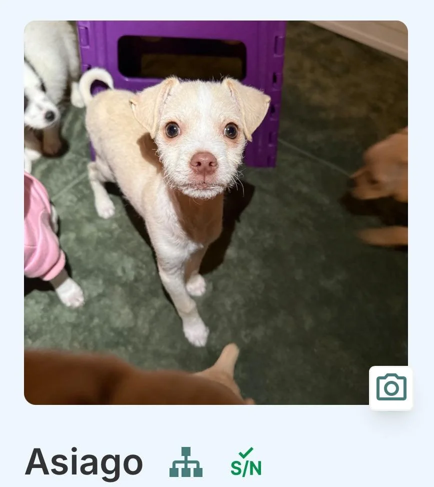 Is one of these cuties the new family member you&rsquo;ve been waiting for?! 🐾

These adoptable cuties will be at pet food express in Roseville tomorrow from 11-2pm and would love to meet you! 

If you&rsquo;re dreaming of snuggles in your future, g