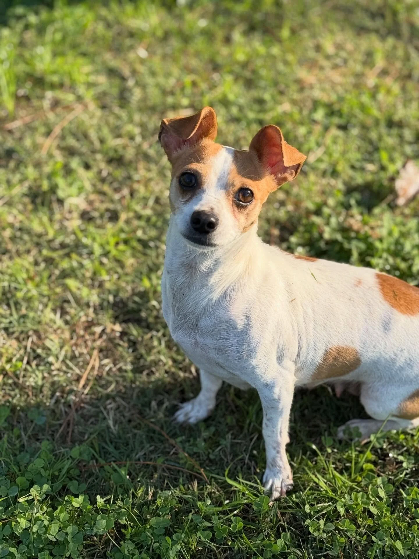 We&rsquo;ve got some brand-new grown-up cuties joining us today! 🎉
Come say hi to Joan, Trinket, Lady Beatrix, Deidre, and Popcorn &mdash; they&rsquo;ll be hanging out with us at Pet Food Express in Roseville from 11&ndash;2pm.

Thinking about addin