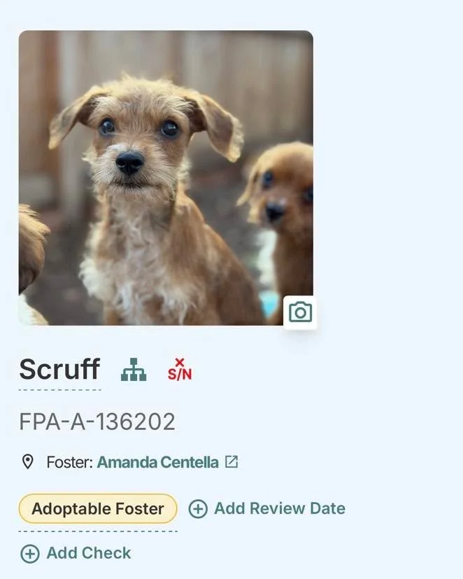 Is one of these cuties the new family member you&rsquo;ve been waiting for?! 🐾❤️

Come meet your future snuggle buddy tomorrow at Kitchen747 in Roseville from 11&ndash;2pm during our adoption event! 

Help us get these pups home for the holidays! 🎄