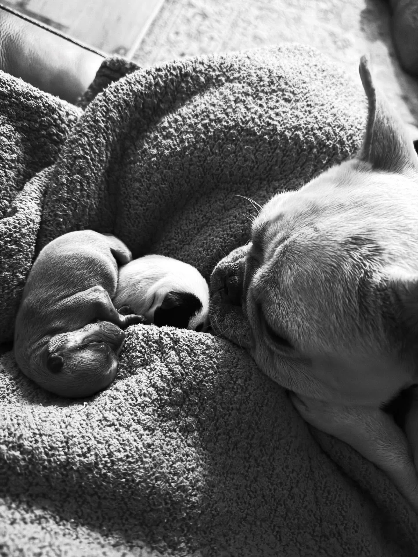 Tonight feels like a good time to share what rescue actually is.

This beautiful mama came to us because her owner couldn&rsquo;t afford to get her spayed. She&rsquo;s deeply loved, but life is expensive, and they had nowhere else to turn. When we go