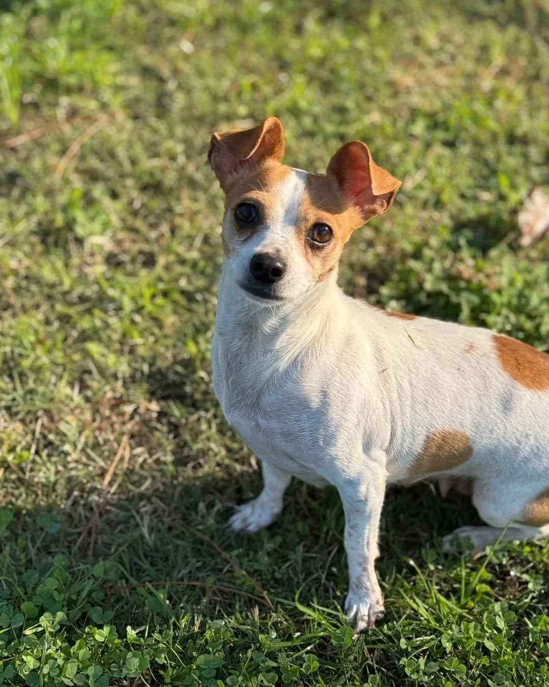 Meet out new momma of the month&hellip;

**Deidra** &mdash; the tiny tornado of joy! 🌪️💛

She zooms like an Olympian, cuddles like a champ, and has *big* opinions about bedtime (kennels are rude, thank you very much).

She loves other dogs, is grea