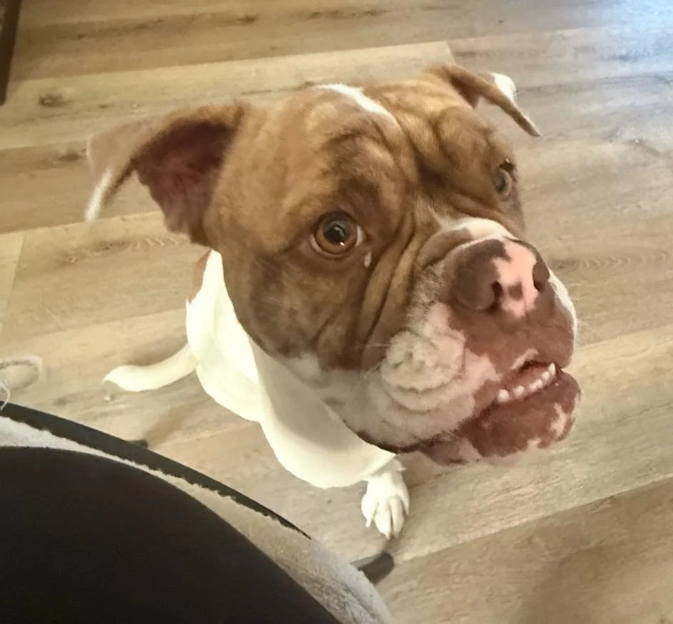 🎁 All I want for Christmas&hellip; is a forever home ❤️🐾

Our sweet pups are wishing for the greatest gift of all&mdash;a family to love them.

If you&rsquo;ve been thinking about adopting, now is the perfect time to open your heart and your home.
