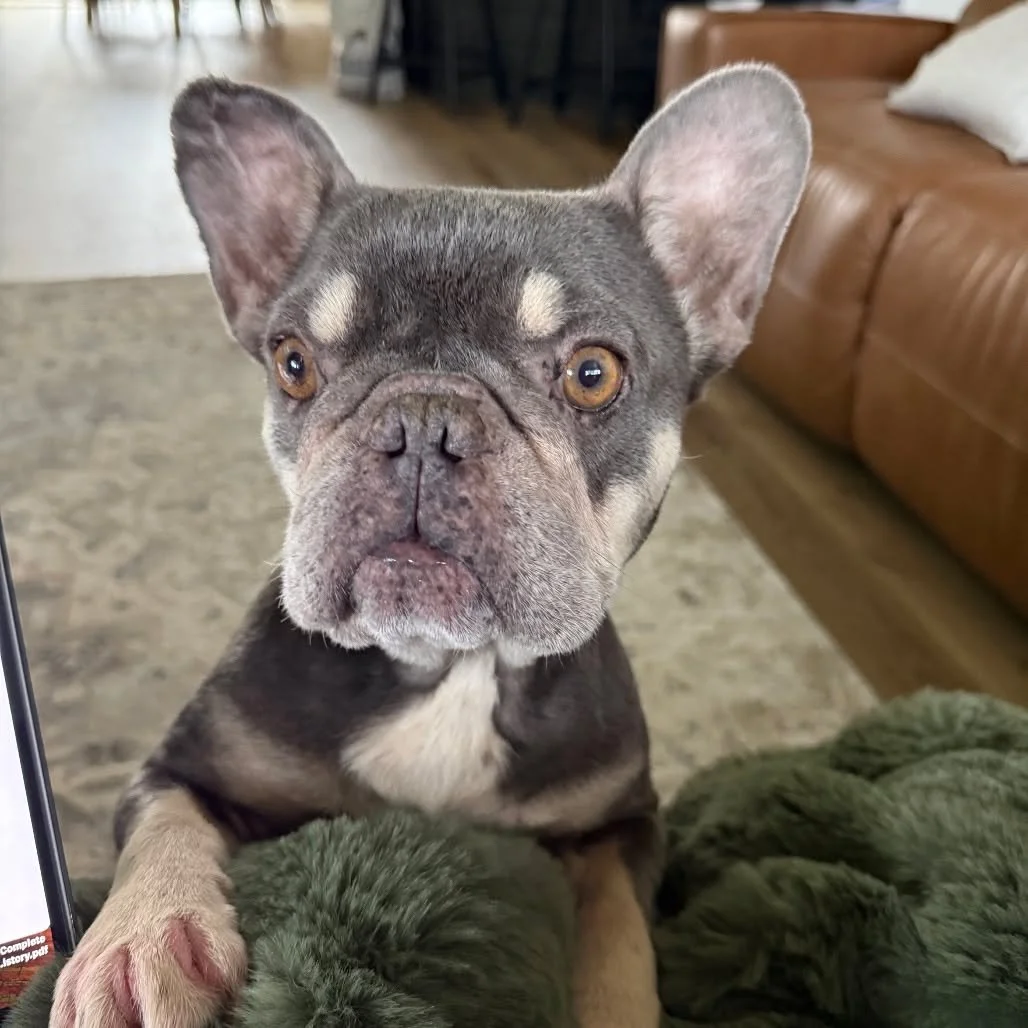 🐾 **FOSTER HOMES NEEDED** 🐾

Every day, we&rsquo;re asked to save dogs who have nowhere else to go&mdash;and the heartbreaking truth is, we&rsquo;re running out of foster homes to put them in.

Fostering isn&rsquo;t just a temporary act of kindness