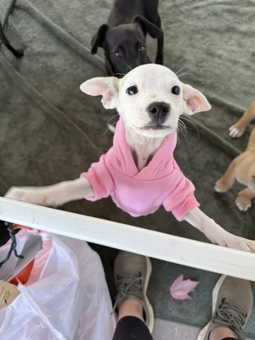 Adoption Event Petsmart