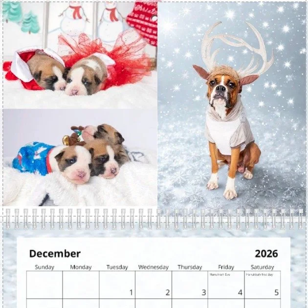 🌟 Our 2026 Fundraiser Calendars Are Almost Here! 🌟

Get ready for a year filled with wagging tails and heartwarming smiles &mdash; featuring some of our amazing rescue dogs! 🐶💖

By ordering your 2026 Dog Rescue Calendar, you&rsquo;re helping us s