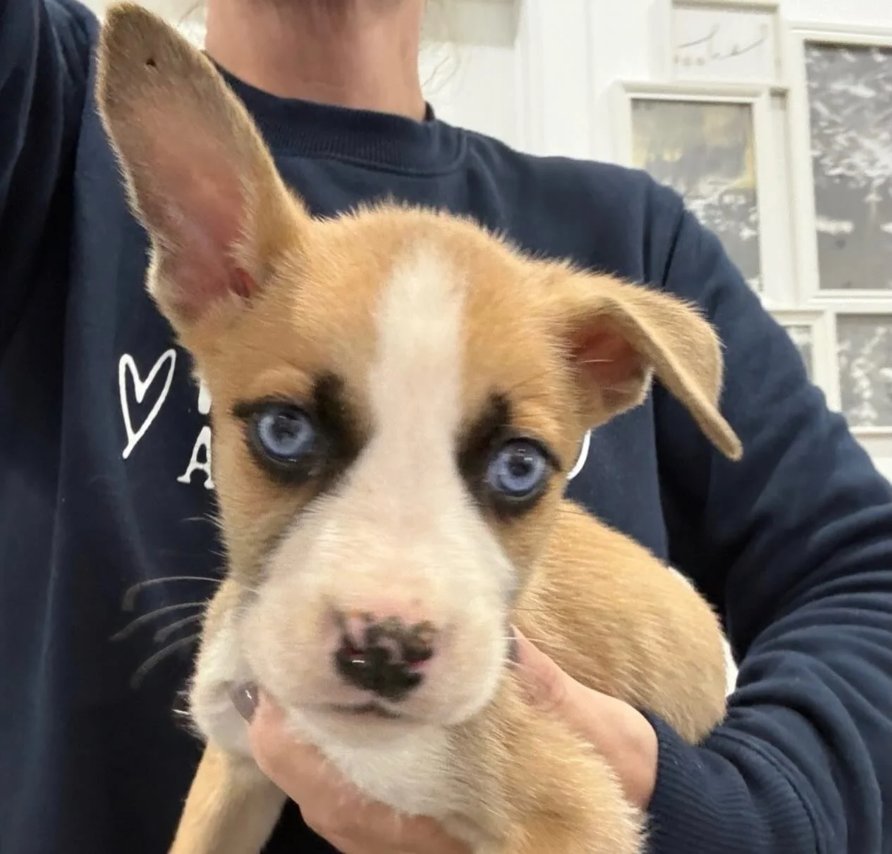 Three tiny hearts are still waiting. 💔🐾

These sweet boxer-mix puppies started life with everything stacked against them. Their brave momma found herself in an Oakland shelter, pregnant and scared &mdash; and when help was needed, we couldn&rsquo;t