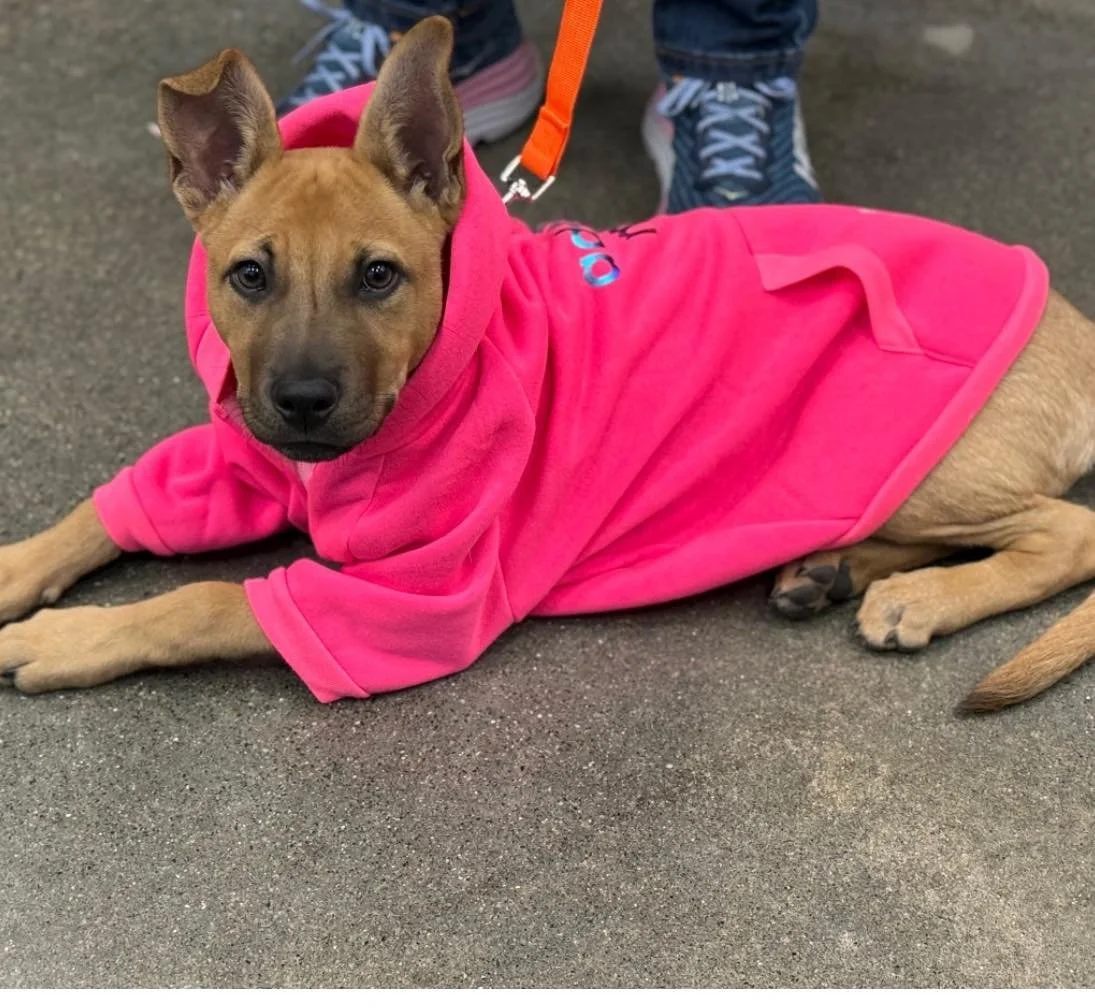 💛 **Milo&rsquo;s Heart Is Still Open** 💛

Milo was adopted as a puppy and thought he had found his forever. But life can suddenly change in ways no one can control, and through no fault of his own&mdash;or his family&rsquo;s&mdash;Milo found himsel