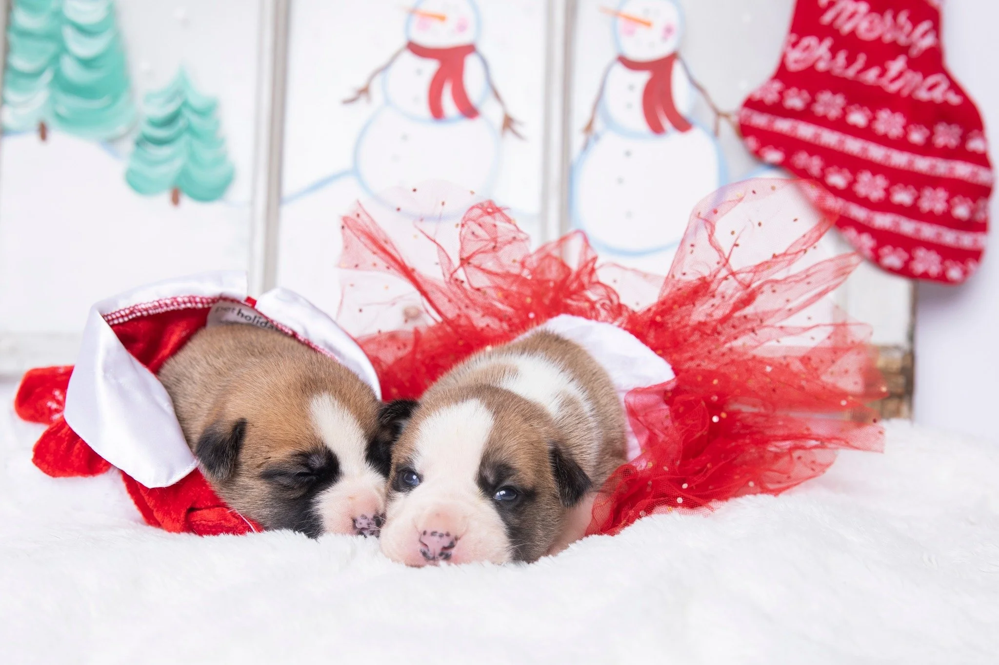 ✨🎁 Shop for Christmas and a Cause! 🎁✨

This holiday season, give gifts that make tails wag and hearts melt! 🐶❤️
When you shop through our Shop for a Cause page, every purchase supports Fosters &amp; Paws and helps vulnerable pups in need. 🙌

🎄 F