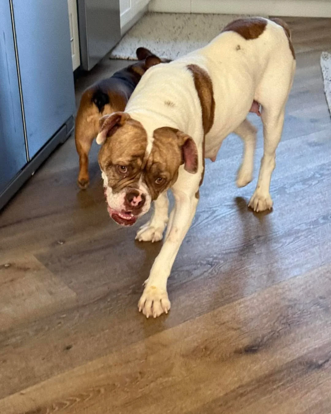 Lady Beatrix&rsquo;s journey hasn&rsquo;t been an easy one. 💔
She came to us from a shelter, pregnant and in need of a C-section. Of course, we said yes.

Sadly, despite expert veterinary care and round-the-clock love from her amazing fosters, her b