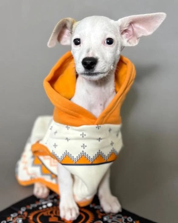 ❄️ Meet Icicle &mdash; The Puppy Who&rsquo;s Been Waiting ❄️

Icicle was born in our care, and somehow, this sweet girl has been overlooked. At 5 months old, she&rsquo;s still waiting for her very first adoption inquiry &mdash; and it&rsquo;s time he