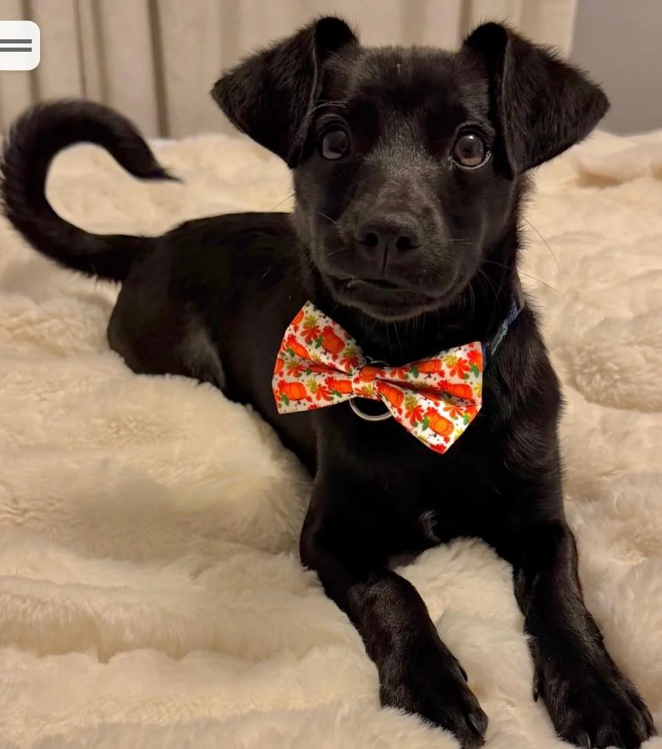 🎄 **All Somerset Wants for Christmas Is a Home of His Own** 🎄

Somerset is now 7 months old and heartbreakingly still waiting&hellip; with no applications and no interest yet. Born right here in our care, this sweet boy has grown up watching his si