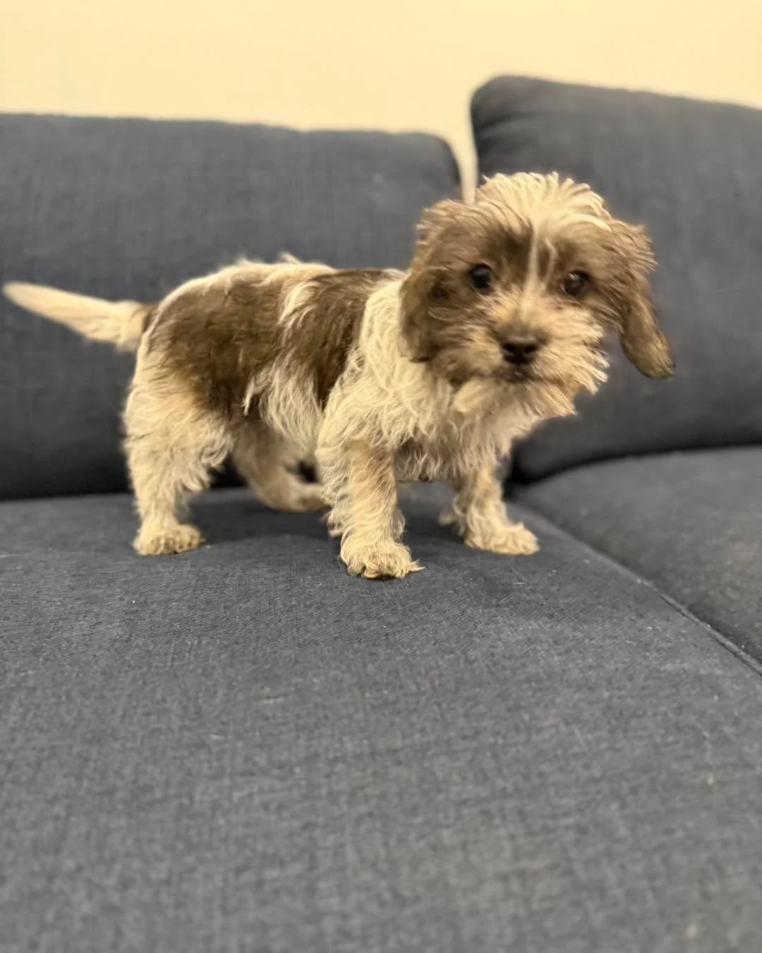 🐾 Meet Clyde &amp; Walter 🐾
Two little hearts are ready to find their forever homes!

Clyde and Walter are just shy of 3 months old and are as sweet as they are snuggly. These Maltese&ndash;Poodle mix brothers are a wonderful option for anyone sear