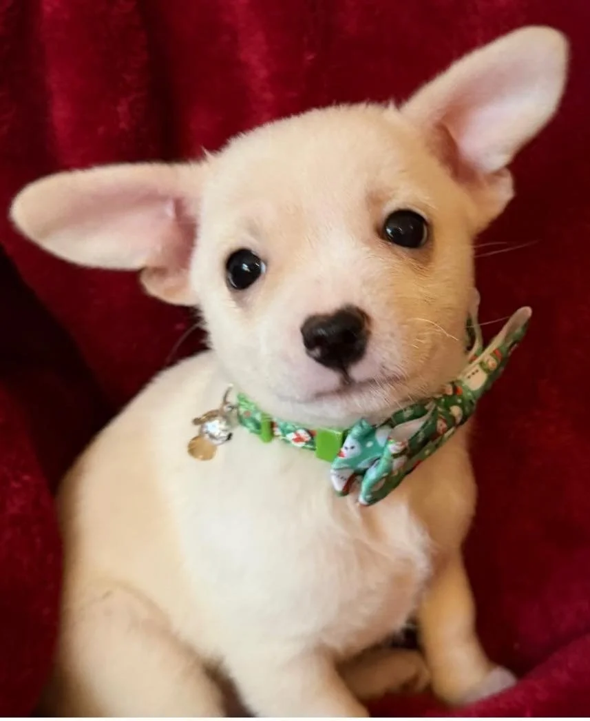 🐾 Puppy Party Alert!🐾

Willow&rsquo;s babies are officially ready to start the next chapter of their lives&mdash;finding their forever homes! 💕 (and momma Willow, pictured last, won&rsquo;t be far behind!) 

This sweet little family came into our 