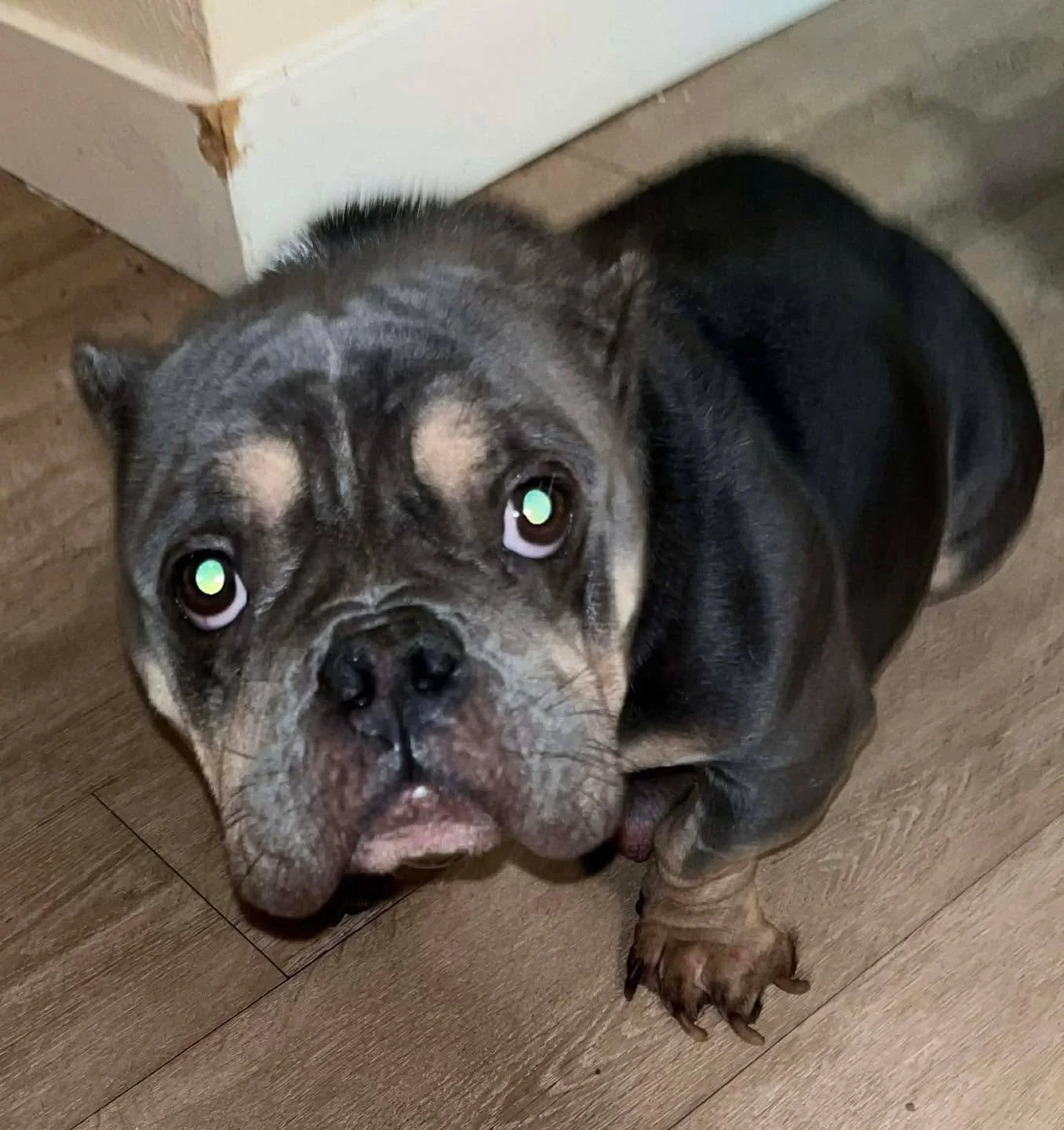 🛑🐾 Stopping the Cycle &mdash; One Mom at a Time 🐾🛑

This week, Foster &amp; Paws stepped in to help a dog owner facing an overwhelming situation. Their sweet girl needed an expensive C-section to ensure safe delivery of her puppies&mdash; and hel