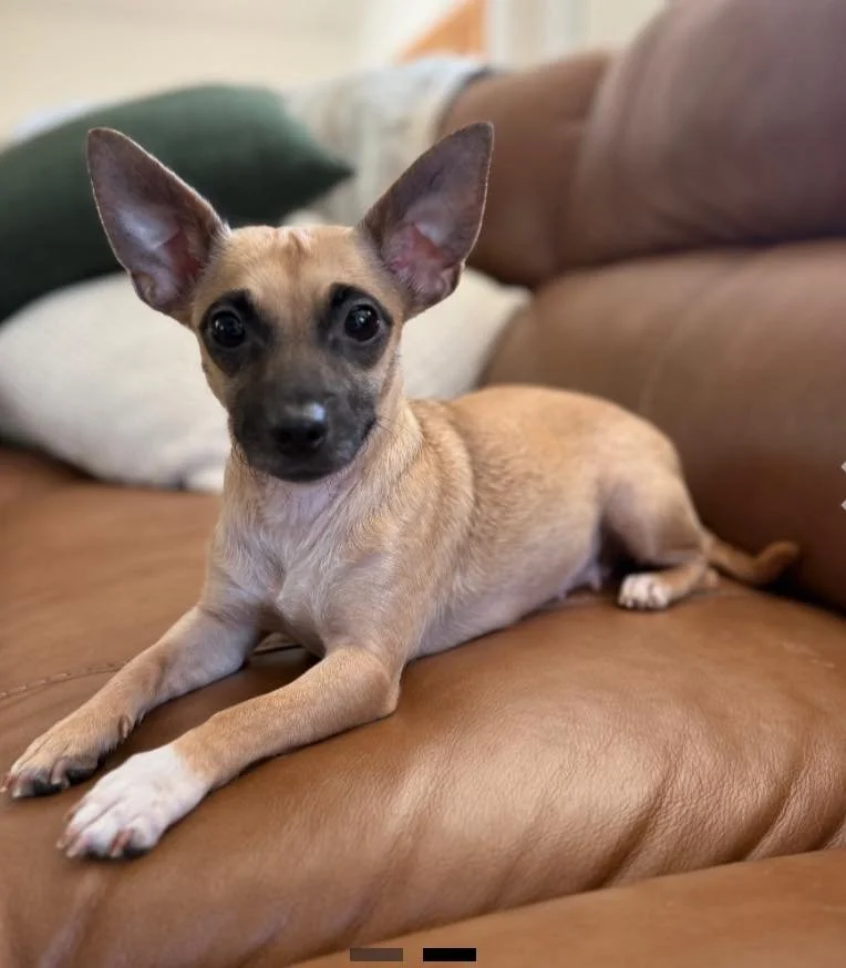 🌼 Meet Trixie &mdash; a quiet survivor with the sweetest soul 🌼

Trixie came to us from a hoarding situation, doing the one thing she knew how to do best: being a devoted mama. She arrived nursing her only puppy, protecting and loving her through i
