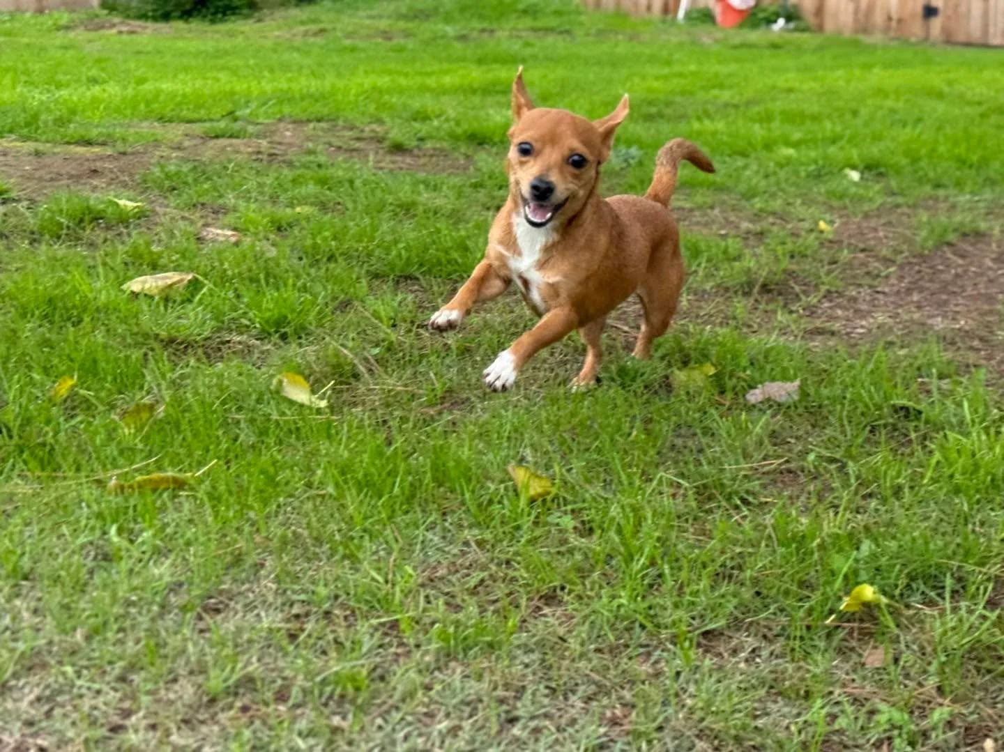 ✨🐾 Meet Trinket &mdash; the total package in a tiny body! 🐾✨

Trinket truly is the BEST dog 💕 Sweet, affectionate, and endlessly loving, she adores people of all ages and gets along beautifully with dogs and cats alike. 😻🐶

At just under 11 lbs,