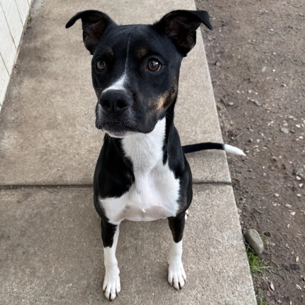 Adoption Event Pet Food Express