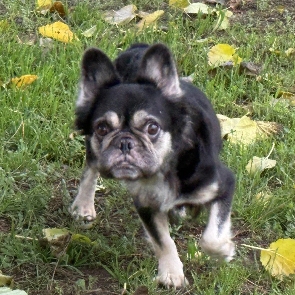 Adoption Event/Fundraiser