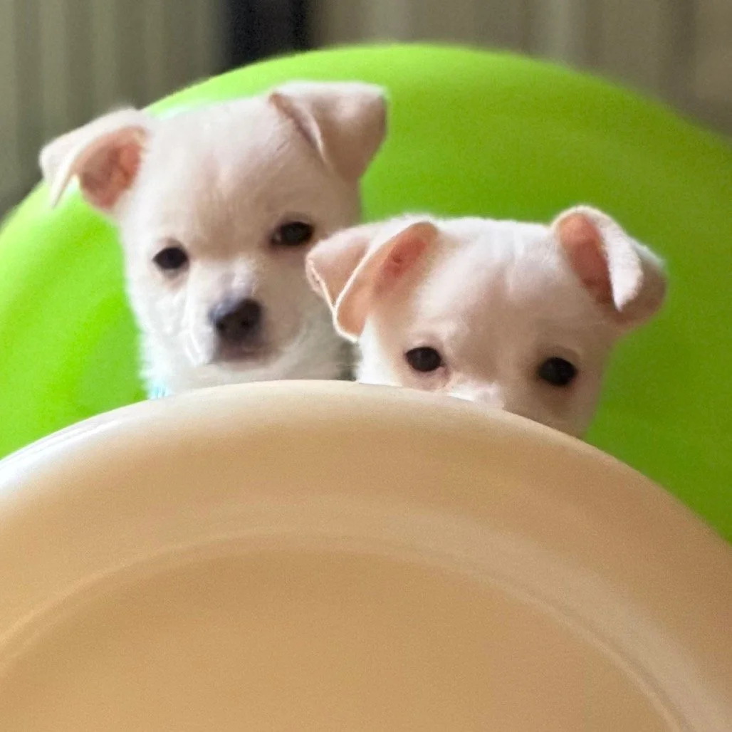 Petco Adoption Event