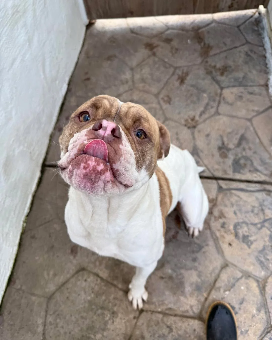 😢✨ Still Waiting&hellip; Lady Beatrix Can&rsquo;t Understand Why✨😢

Lady Beatrix has done everything right &mdash; and she&rsquo;s still waiting for someone to choose her. 💔

Her journey into rescue was heartbreaking. She arrived from the shelter 