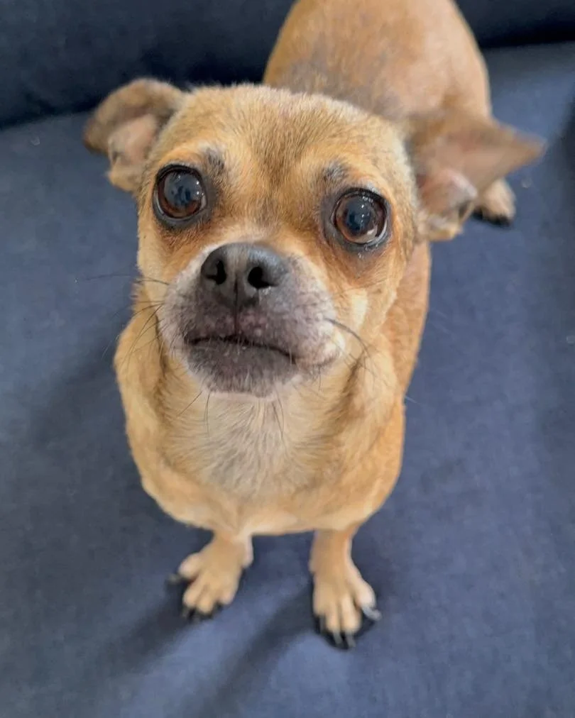 💕✨ Meet Joan. Quiet girl. Big love. Ready for her person. ✨💕

Joan Jett is a petite 9-lb pup who&rsquo;s been waiting patiently while the world passes by. She doesn&rsquo;t bark for attention or steal the spotlight &mdash; she watches, waits, and h