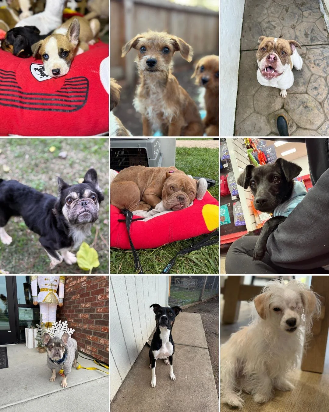 ✨ 2025 Year-End Recap ✨

This year was tough. It was messy. It brought challenges, growth, heartbreak, and hope.
But because of it, 582 dogs and 8 cats knew love. 💗 

We celebrated 494 adoptions&mdash;494 fresh starts, 494 families formed, and 494 d