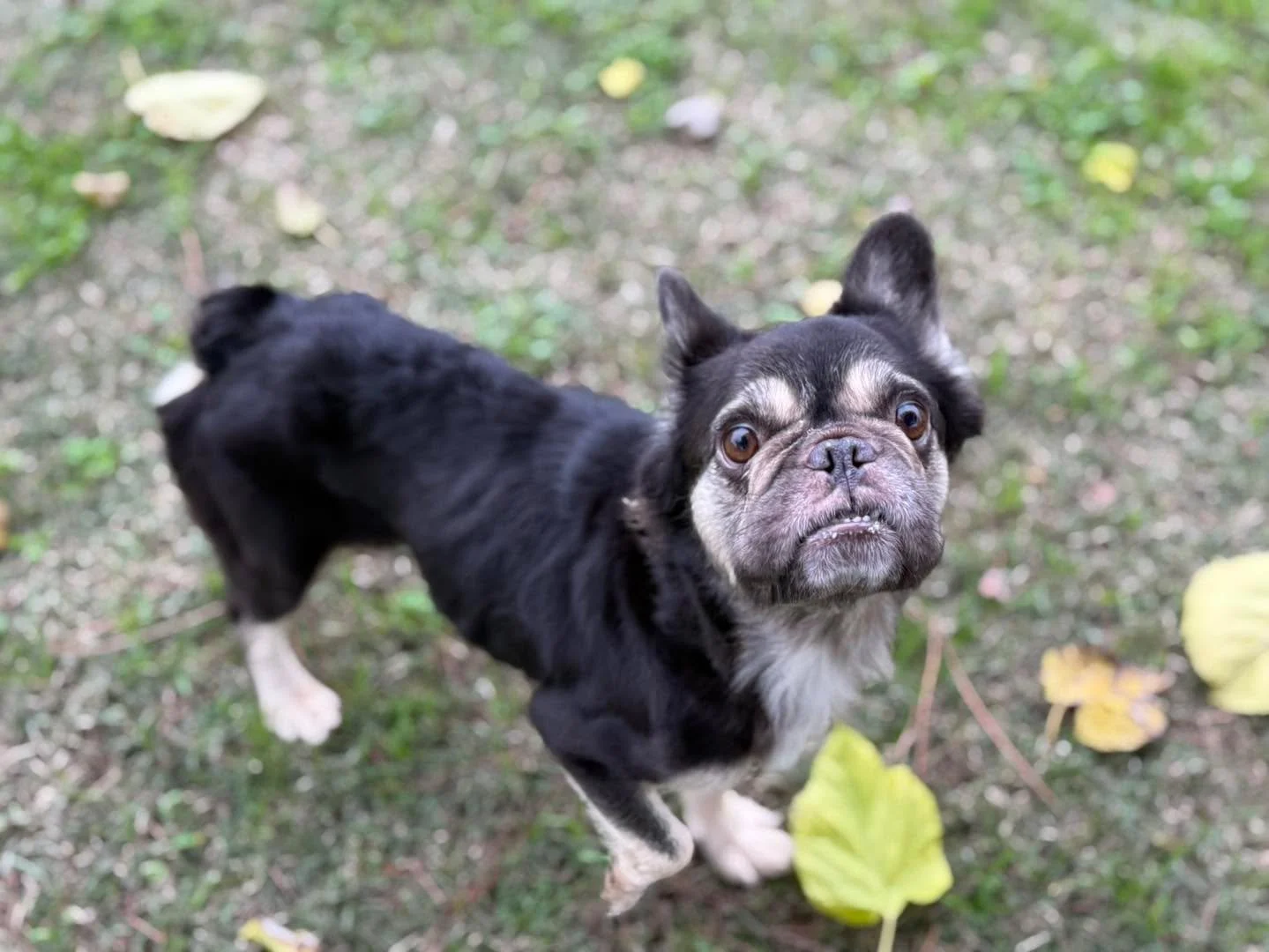 💕🐾 Meet Lucy &mdash; the fluffy Frenchie with a heart of gold, big beautiful eyes, and a face you&rsquo;ll never say no to 💕🐾

Lucy&rsquo;s not looking to win an award for the most tricks but she&rsquo;ll ace the couch cuddles. ✨

Lucy is about 2