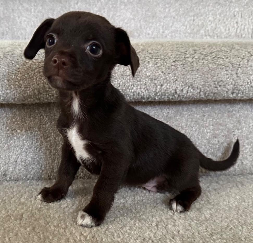 🐶✨ Puppy Alert (and Dog Lovers Too!) ✨🐾

While our next in store adoption event isn&rsquo;t until January 17, we do have a handful of cute, sweet, absolutely adorable puppies (and dogs!) waiting right now for their forever homes. 💕

You don&rsquo;