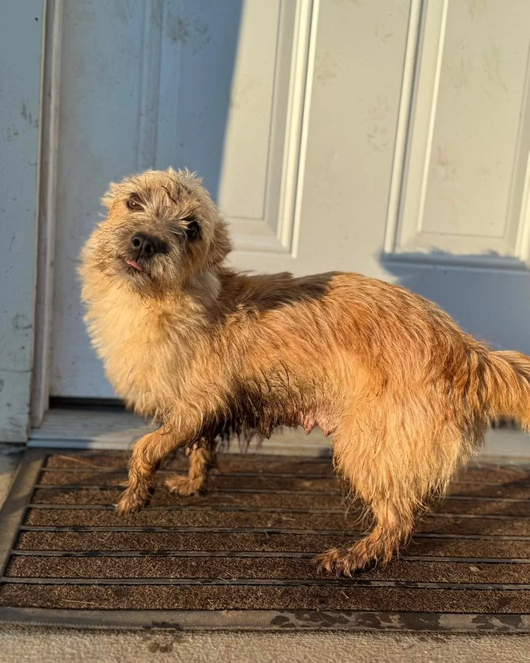 🌧️ Rain, Mud &amp; Puppies&hellip; We Need Help 🐾

California rain has turned our puppy play area into a complete mud pit 😬

While we&rsquo;re grateful for the rain, it&rsquo;s keeping our dogs stuck indoors or covered in mud &mdash;and puppies ne