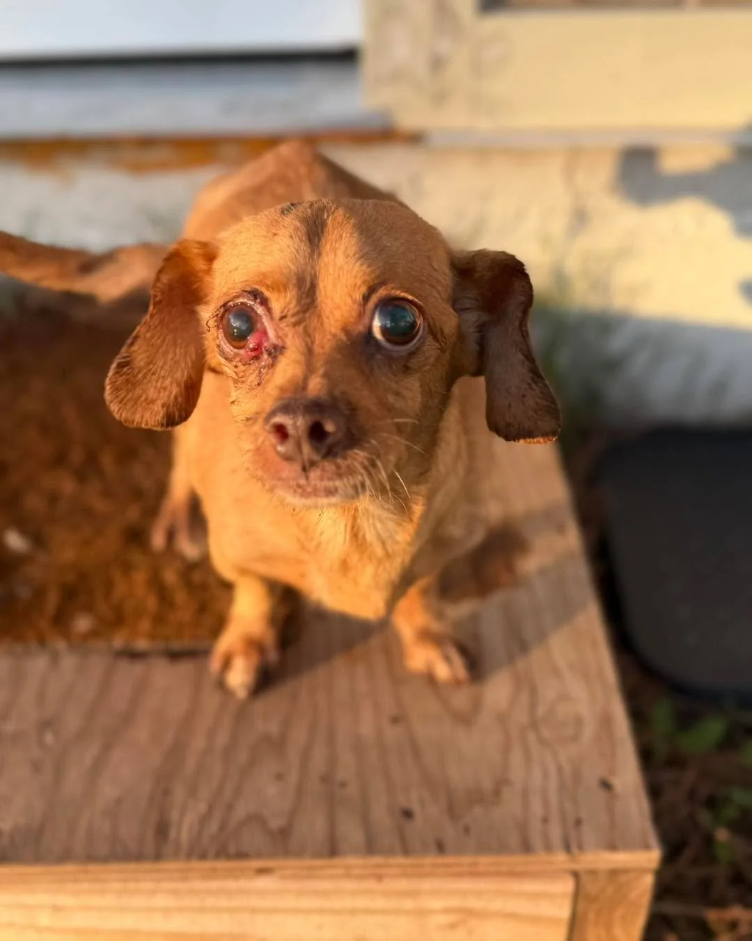 🐾 Why Rescue Adoption Fees Matter 🐾 (We get this question/comments A LOT) 

Think rescue dogs &ldquo;should be free&rdquo;? Think again! 💡 Adoption fees aren&rsquo;t profit &mdash; they help cover a fraction of the real cost of saving a dog. Rescu