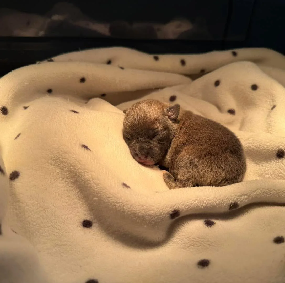 We want to take a moment to update and say 💕thank you💕 to our incredible community.

This week, we took in a singleton orphan puppy, found alone in a park&mdash;far too young to fend for himself and completely vulnerable to the elements and predato