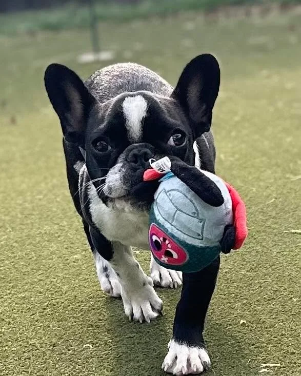 🐾 Meet Oscar &mdash; A Little Dog With a Big Heart! 🐶💙

Oscar is a Frenchie (possibly mixed with Boston Terrier &mdash; we can&rsquo;t say for sure!) with a story that shows just how resilient little dogs can be.

Oscar came to us as part of an ow