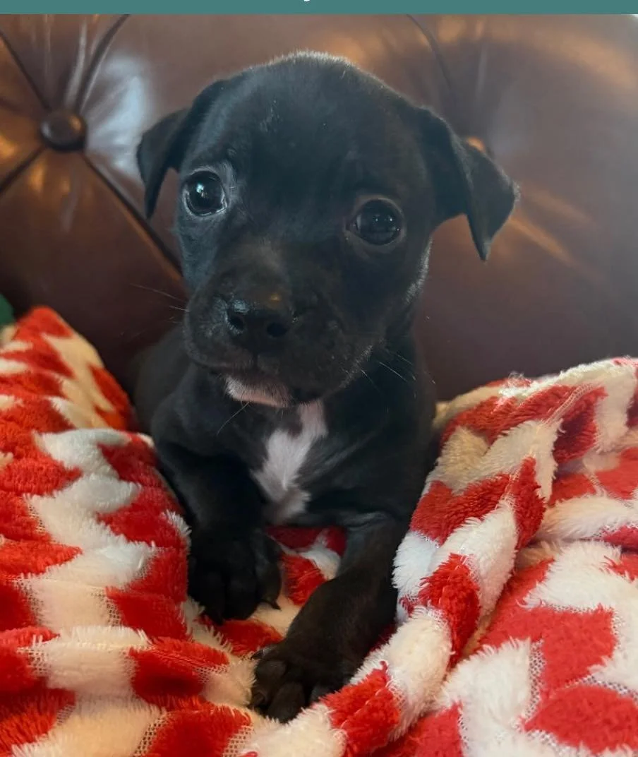 🐾 Why Early and Ongoing Puppy Socialization Matters 🐶💛

This is something we see far too often as a rescue &mdash; and it&rsquo;s incredibly important to talk about.
Puppies don&rsquo;t come knowing how to live in a human world. Socialization and 