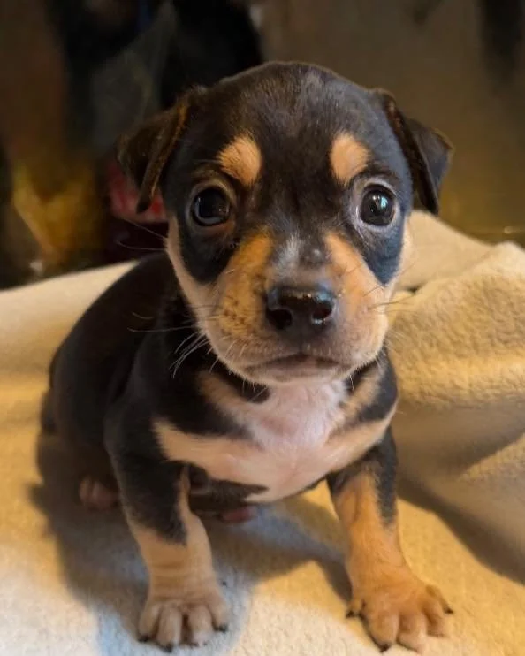 🐶 Puppy or Adult Dog &mdash; What&rsquo;s the Best Fit for Your Life? 🐕

Thinking about adopting but not sure whether a puppy or an adult dog is right for you? 
There&rsquo;s no one-size-fits-all answer &mdash; and that&rsquo;s okay. 💛

✨ A puppy 