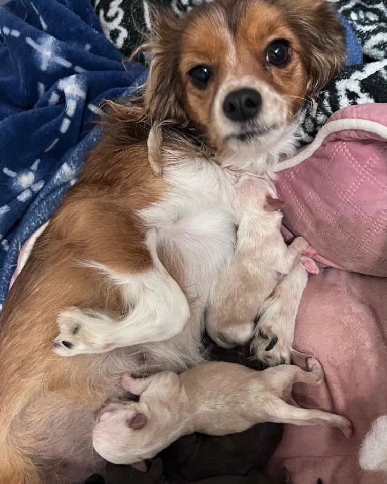 🚨 MATCHING DONATION ALERT &mdash; URGENT NEED🚨

🐾 Every Dollar Doubled until Jan 31 🐾

We don&rsquo;t often sound the alarm &mdash; but right now, we need to be honest with our community.

Our bank account and medical fund are dangerously low, an