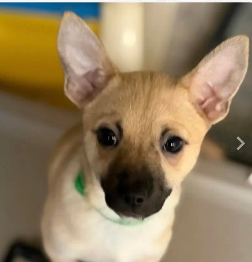 🐾 Adoption Event This Saturday!🐾

Join us this Saturday, January 17th petsmart_folsom PetSmart (E Bidwell) from 11:00 AM to 2:00 PM!

Come meet a wonderful range of our available dogs and puppies who are ready to find their forever homes. 💕🐶

✨ T