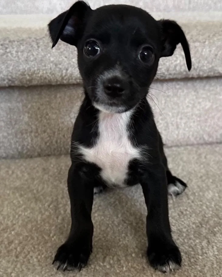 🐾 Meet Your New Best Friend Today! 🐾

Your future dog might already be waiting for you! 💕 Join us TODAY Saturday, January 17th, at PetSmart Folsom (E Bidwell)from 11:00 AM &ndash; 2:00 PM to meet some of our amazing dogs and puppies who are ready 