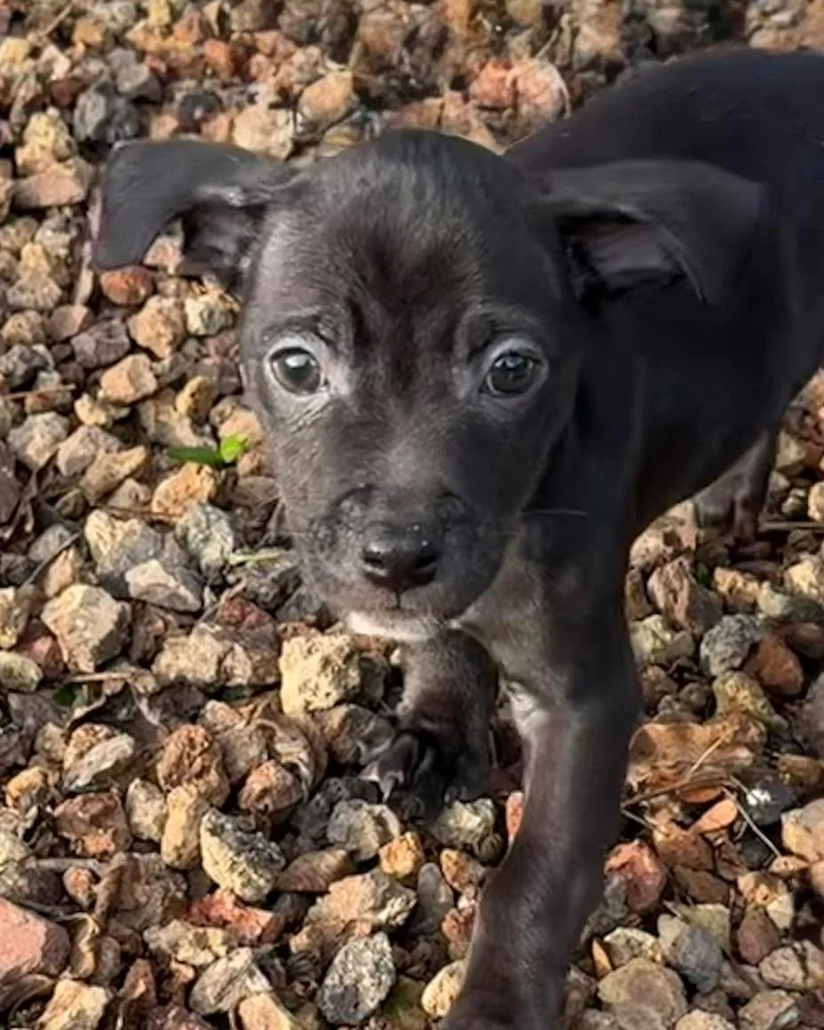 🐶🐶🐶 MEET OUR THREE LITTLE BROTHERS!
Tiny, sweet, and ready for forever&hellip;

These adorable brother puppies are now ready for adoption and hoping to find loving homes of their own! 💕

✨ The Details:
&bull; Terrier mixed breed
&bull; 9 weeks ol