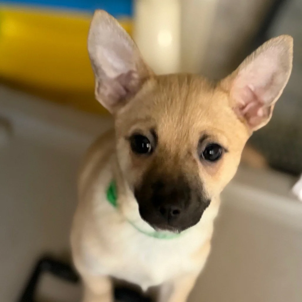 Adoption Event Pet Food Express