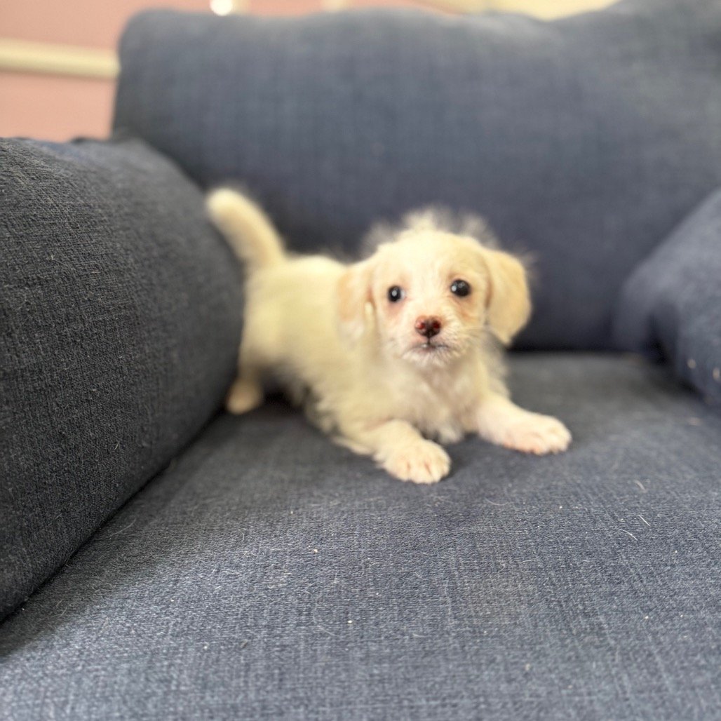 Adoption Event Bens Barketplace - Citrus Heights