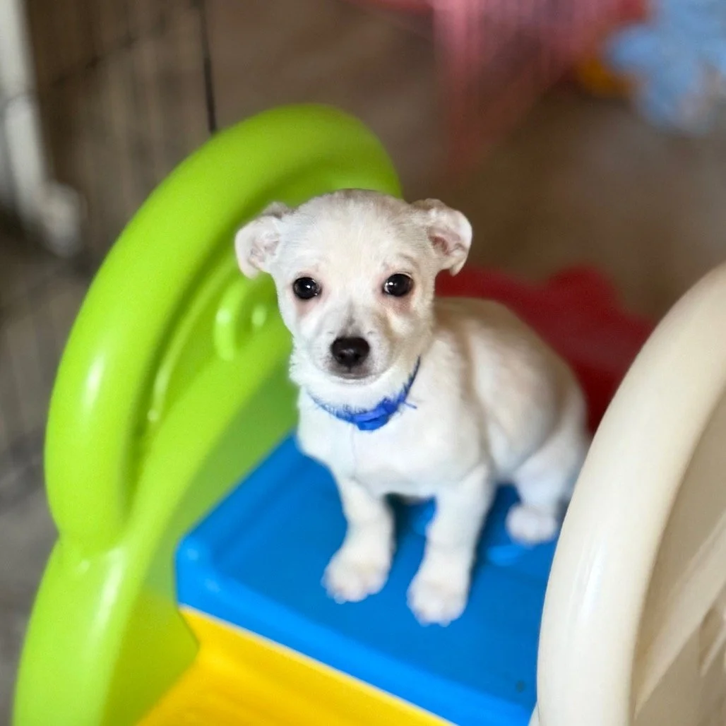 Adoption Event Petsmart