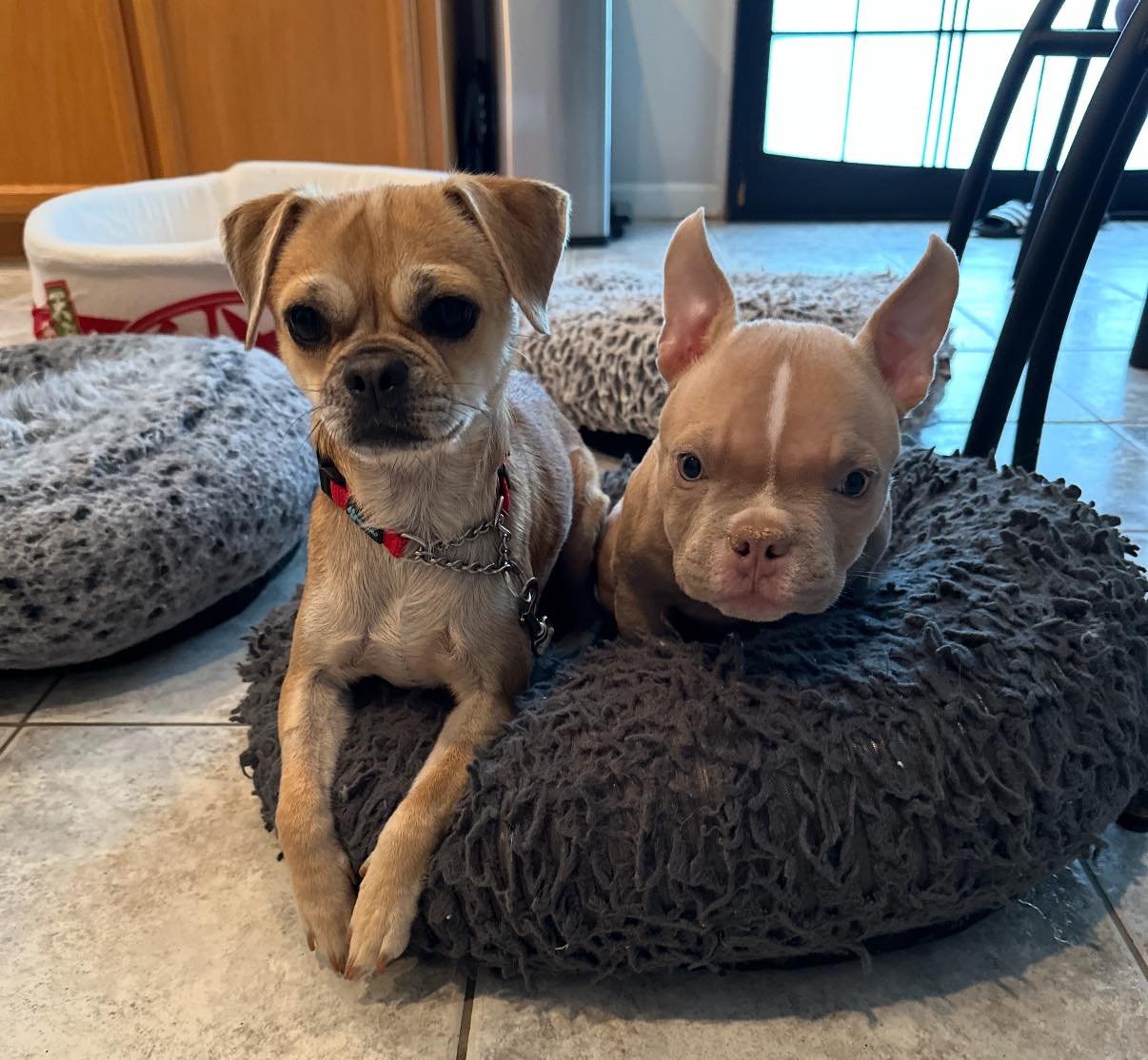 🐾 The 3-3-3 Rule: What to Expect When You Adopt a Dog 🐶💛

We want every adoption to be successful &mdash; and one of the most important tools for that success is understanding the 3-3-3 Rule. 

Dogs don&rsquo;t adjust overnight. Expecting perfecti