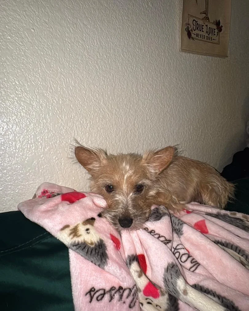 ✨ Meet Arabella &mdash; the total package mama dog ✨

Arabella is truly something special 💕 

She&rsquo;s great with other dogs, amazing with kids, and has the sweetest, gentlest soul. She recently spent time with a 1-year-old toddler and was incred