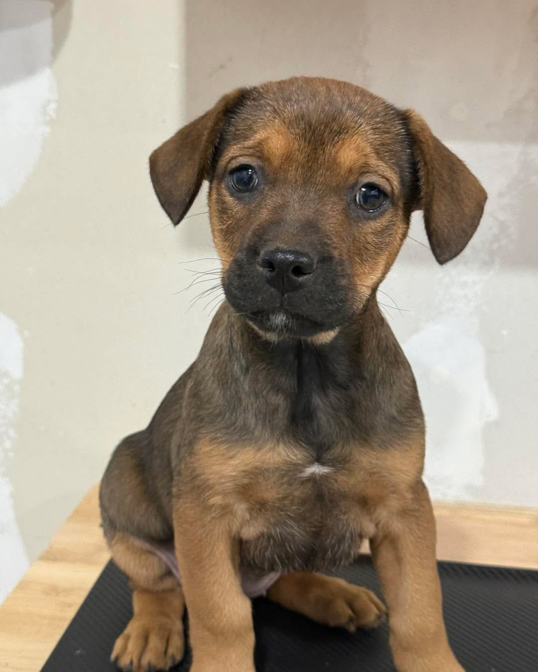 🧬🐾 MYSTERY PUPPIES ALERT! 🐾🧬
These adorable babies were born to a French Bulldog mama&hellip; but dad? 🤔
That&rsquo;s where YOU come in.
We&rsquo;ve done a DNA test and can&rsquo;t wait to reveal the results &mdash; but first, drop your best gue