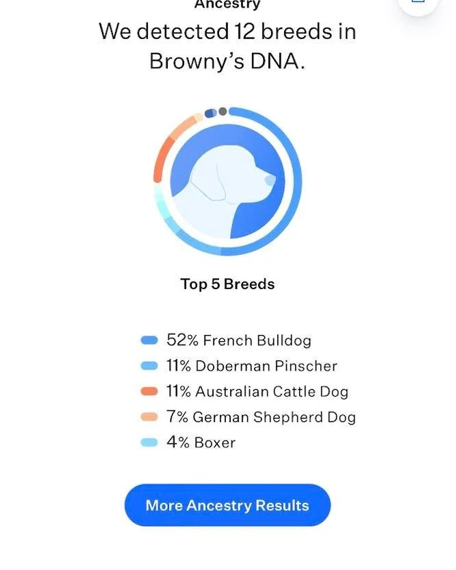 THE RESULTS ARE IN! SEE IN PHOTOS!

🧬🐾 MYSTERY PUPPIES ALERT! 🐾🧬
These adorable babies were born to a French Bulldog mama&hellip; but dad? 🤔
That&rsquo;s where YOU come in.
We&rsquo;ve done a DNA test and can&rsquo;t wait to reveal the results &
