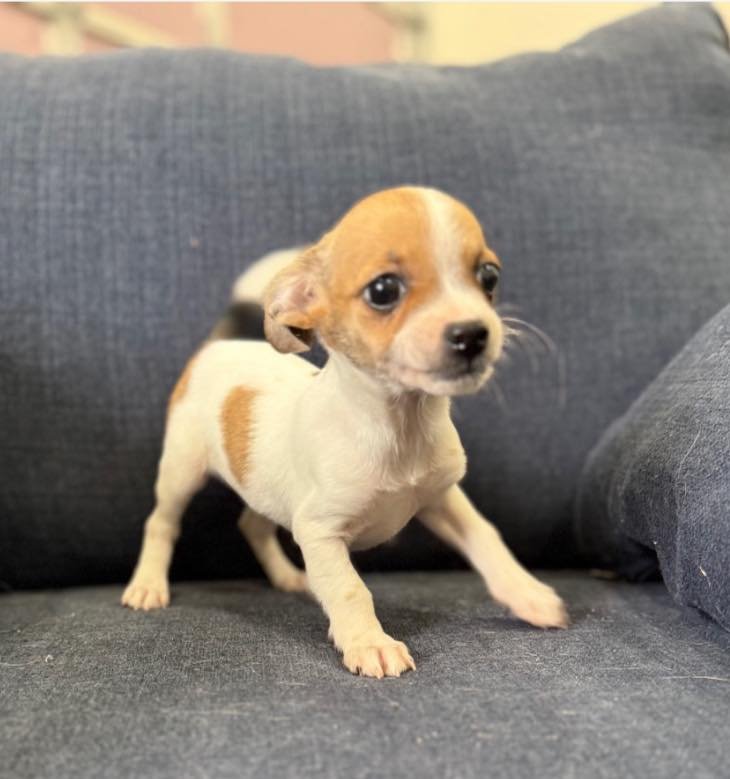 🚨 REMINDER - HAPPENING TODAY! Adoption Event 🚨

Today&rsquo;s the day to meet your new best friend! 🐶💕

📅 TODAY &mdash; Sunday, February 1
🕚 11:00 AM &ndash; 2:00 PM
📍 Kitchen 747 &ndash; Roseville

We&rsquo;ll have adorable puppies ready to m